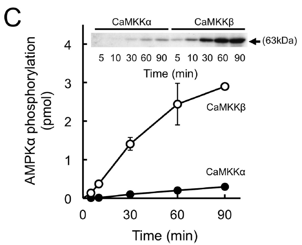 File:In vitro phosphorylation of AMPK by recombinant CaMKK isoforms (Fujiwara 2016).png