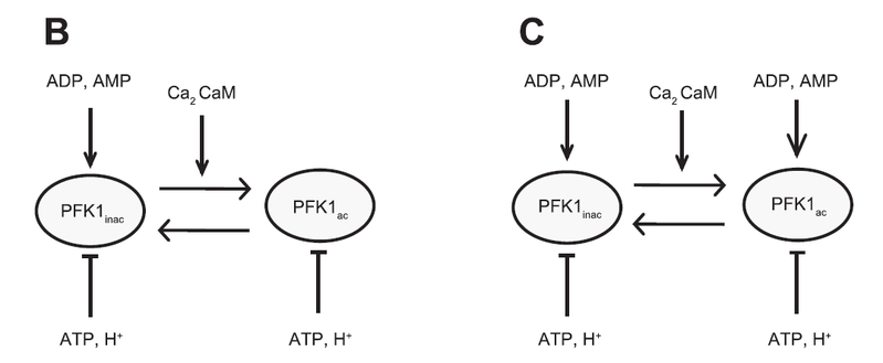 File:Schmitz 2013, Combined in vivo and in silico investigations of activation of glycolysis in contracting skeletal muscle PFK regulation.png