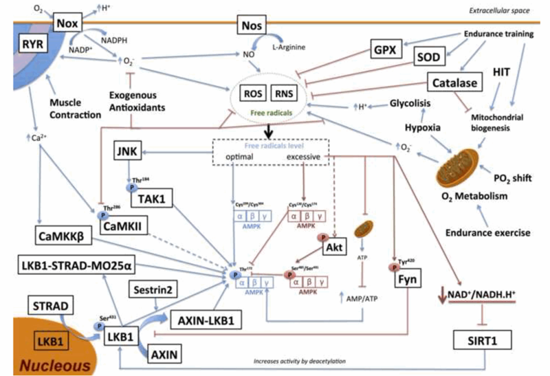 File:AMPK signaling in skeletal muscle during exercise role of reactive oxygen and nitrogen species (Morales-Alamo 2016).png
