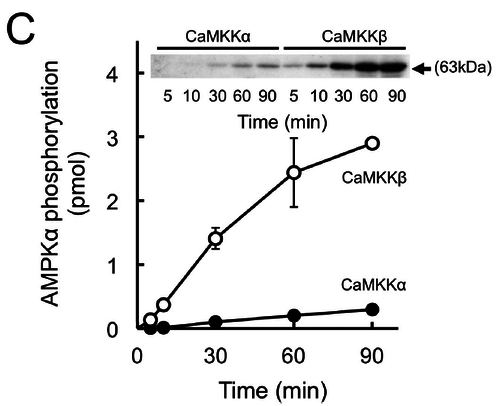 In vitro phosphorylation of AMPK by recombinant CaMKK isoforms