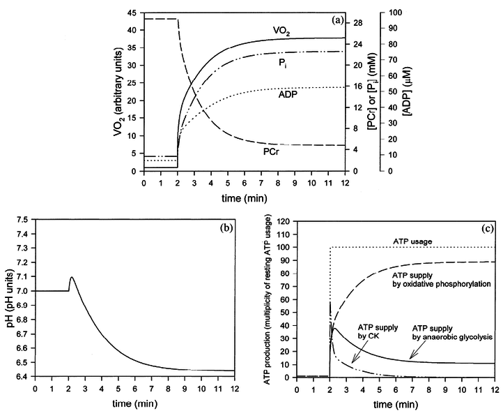 File:Korzeniewski2004 fig3 model result mode3.png