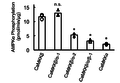 Substrate phosphorylation by CaMKK catalytic domain, including wild-type and chimera mutants (Fujiwara 2016).png