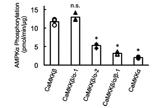Substrate phosphorylation by CaMKK catalytic domain, including wild-type and chimera mutants