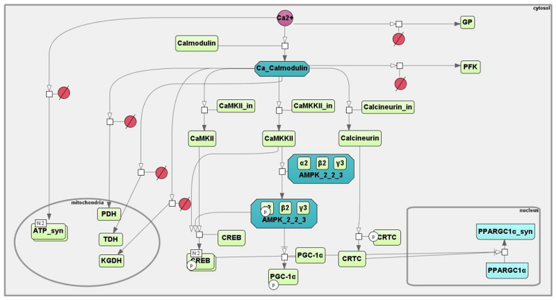 File:Ca-CaM-AMPK pathway 02 15 2019.png