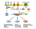 CaMKK2 functions as a molecular hub to regulate critical cell functions (Racioppi 2012).png