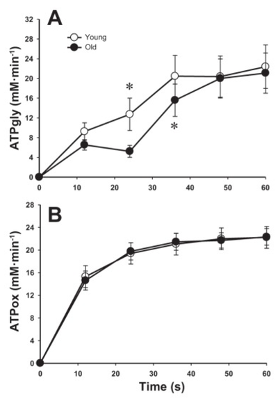 The rate of ATP synthesis through anaerobic glycolysis (A), oxidative phosphorylation (B)