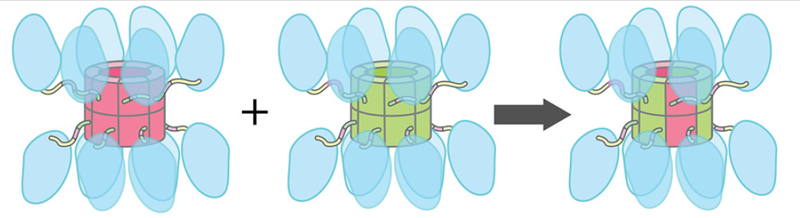 File:CaMKII, Bhattacharyya 2016, Subunit exchange in CaMKII-b.png