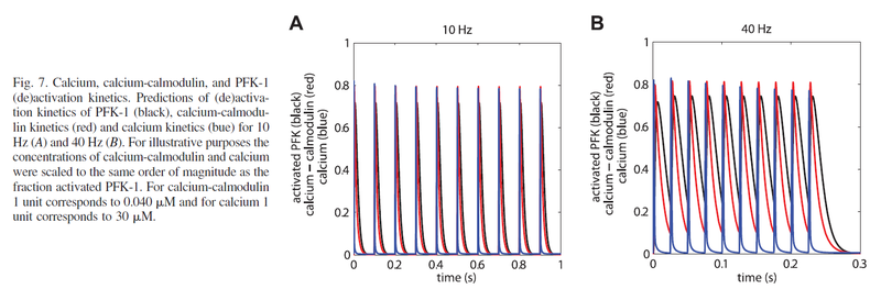 PFK-1 (de)activation kinetics