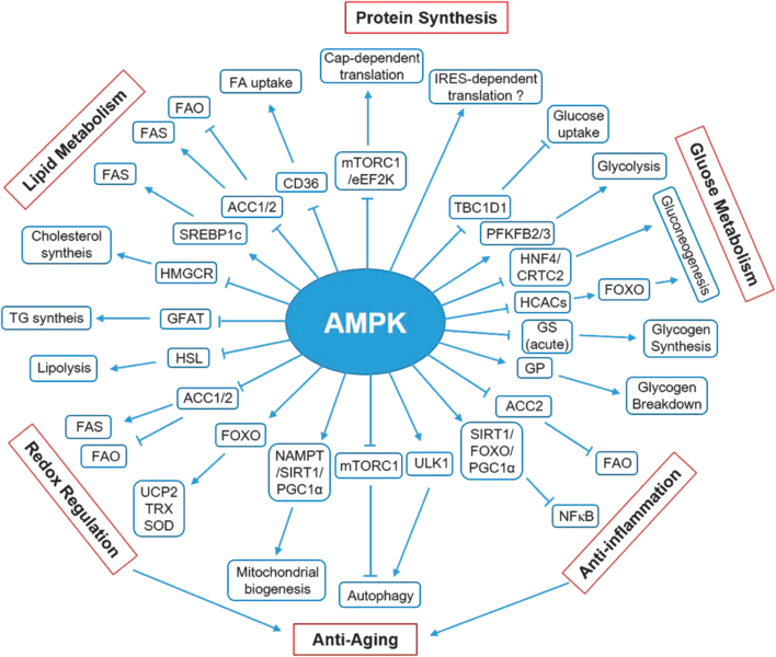 File:AMPK Downstream General.png