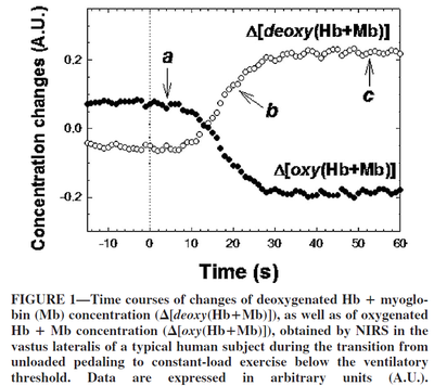 Time courses of changes of deoxygenated Hb + Mb concentration, as well as of oxygenated Hb + Mb concentration