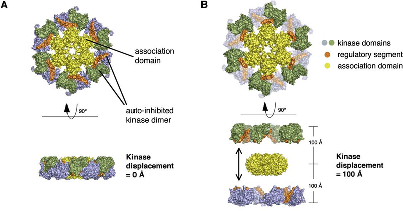 File:CaMKII, Rosenberg 2005, The holoenzyme model.png
