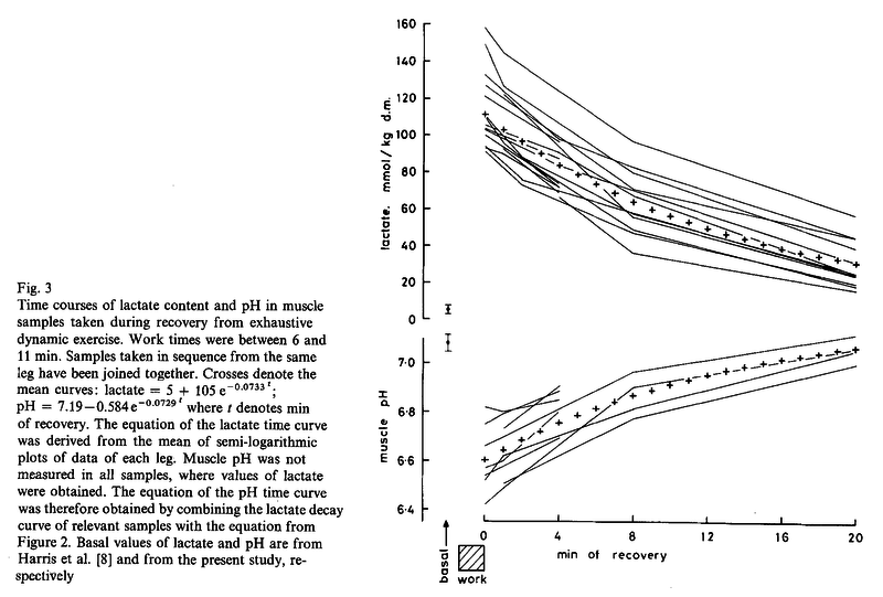 Time courses of lactate content and pH in muscle samples taken during recovery from exhaustive dynamic exercise