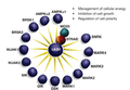 Alessi 2006, Activation of the AMPK-related kinases by LKB1.png
