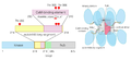 CaMKII, Bhattacharyya 2016, The domains of human CaMKII-a.png