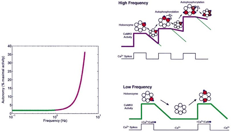 File:CaMKII, Hudmon 2002, Non-linear Ca2+ spike frequency-dependence in the generation of autonomous activity.png
