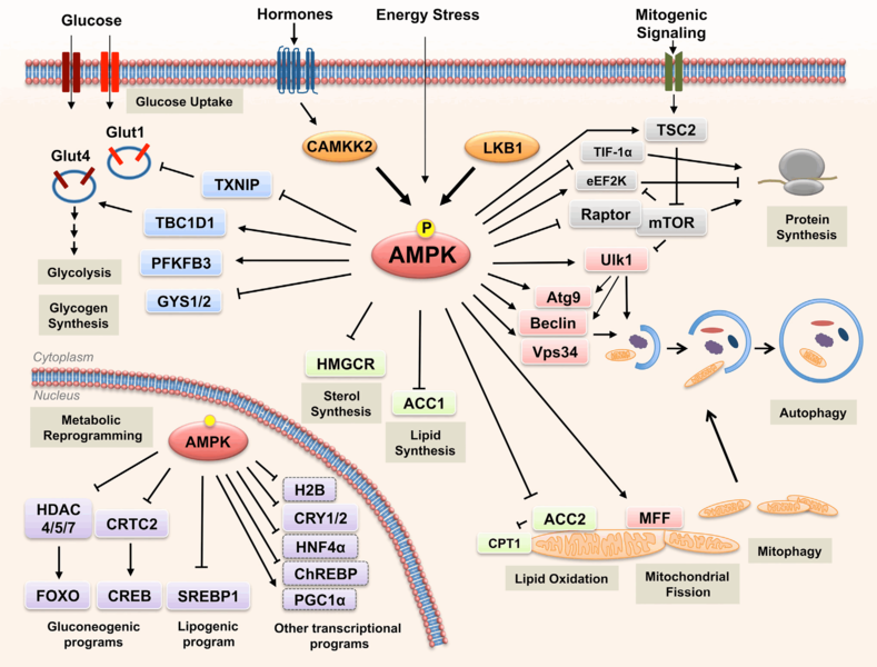 File:AMPK Regulate Multiple Metabolic Processes.png