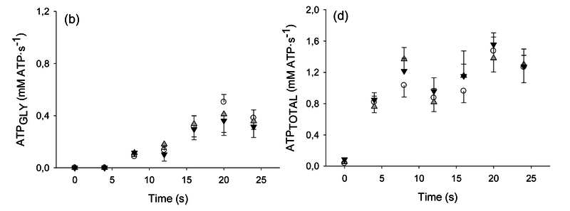 Rates of ATP synthesis during a 24-s maximal voluntary knee extension contraction