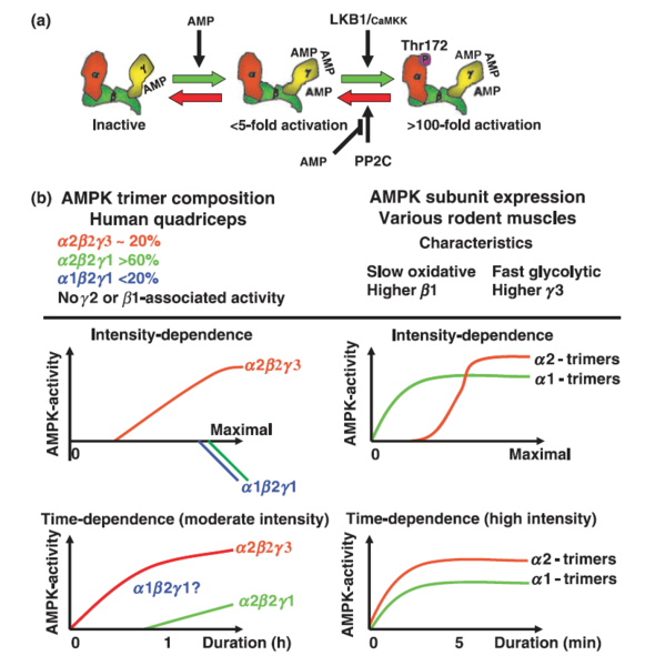 File:AMPK human muscle abundance and activityl.png