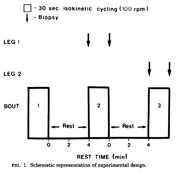 File:Spriet 1989, Muscle glycogenolysis and H+ concentration during maximal intermittent cycling F1.png