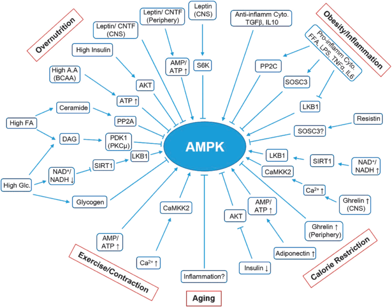 File:AMPK Upstream General.png