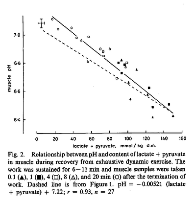 Relationship between pH and content of lactate + pyruvate in muscle during recovery from exhaustive dynamic exercise