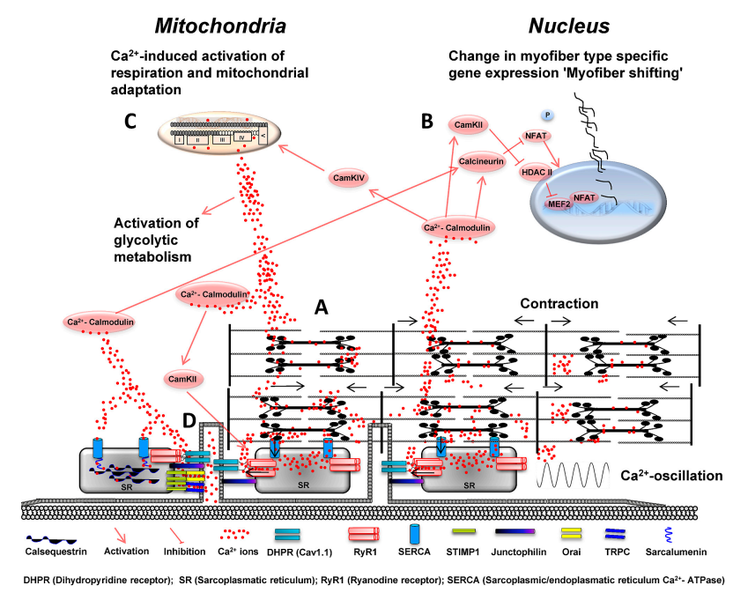 File:Gehlert etal 2015 Figure 1.png