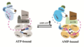 AMPK A model for the allosteric regulation mechanism of mammalian AMPK (Li 2017).png